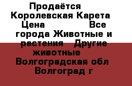 Продаётся!     Королевская Карета › Цена ­ 300 000 - Все города Животные и растения » Другие животные   . Волгоградская обл.,Волгоград г.